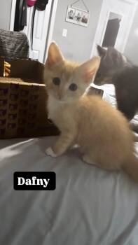 Dafny -  Domestic Short Hair Cat for Adoption in Clarksville, Tennessee - Dafny | PetCurious