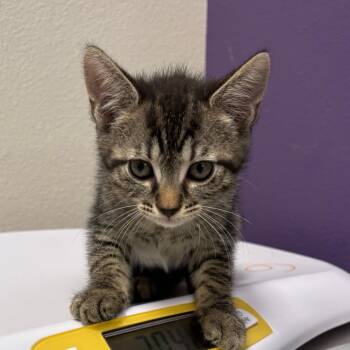 Domestic Short Hair Cats Available for Adoption in Englewood, Florida - Fannie | PetCurious