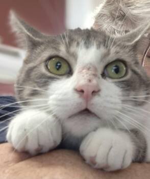 DONOVAN (CR/SC) -  Domestic Short Hair Cat for Adoption in Sainte-angèle-de-monnoir, Quebec - DONOVAN (CR/SC) | PetCurious