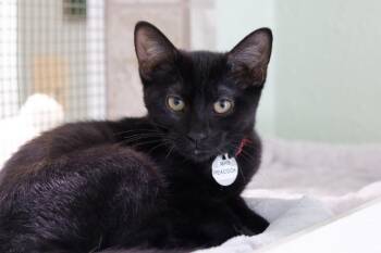Mrs. Peacock -  Domestic Short Hair Cat for Adoption in Hot Springs, Arkansas - Mrs. Peacock | PetCurious