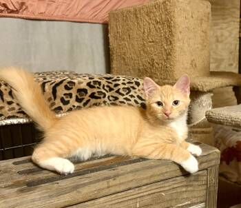 Rescue Domestic Medium Hair Cats for Adoption in Columbia, South Carolina - Punkin | PetCurious