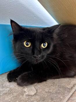 Emma -  Domestic Long Hair Cat for Adoption in Grand Rapids, Michigan - Emma | PetCurious