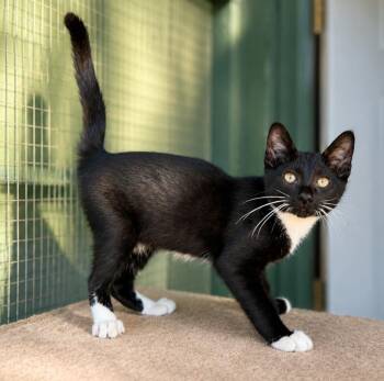 Alfred -  Domestic Short Hair Cat for Adoption in Lathrop, California - Alfred | PetCurious