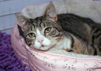 Pineapple Upside Down Cake -  Domestic Short Hair and Tabby Cat for Adoption in Vancouver, Washington - Pineapple Upside Down Cake | PetCurious
