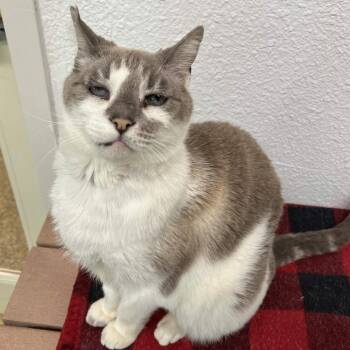 Grunkle -  Domestic Short Hair Cat for Adoption in Fresno, California - Grunkle | PetCurious