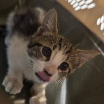 Provolone -  Domestic Short Hair Cat for Adoption in Allentown, Pennsylvania - Provolone | PetCurious