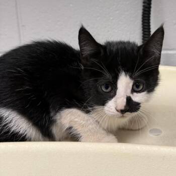 Meenie -  Domestic Short Hair Cat for Adoption in Greenville, South Carolina - Meenie | PetCurious