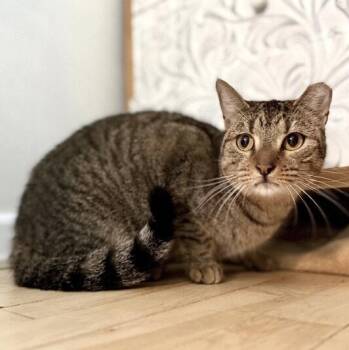 Berlin the Dog Loving Poised Beauty -  Tabby and Domestic Short Hair Cat for Adoption in Friendswood, Texas - Berlin The Dog Loving Poised Beauty | PetCurious