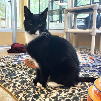 Sir Isaac Mewton -  Domestic Short Hair Cat Available for Adoption in Eatontown, New Jersey - Sir Isaac Mewton | PetCurious