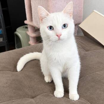 Central -  Siamese Cat for Adoption in Fresno, California - Central | PetCurious