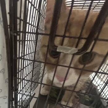 Domestic Short Hair Cats Available for Adoption in Philadelphia, Pennsylvania - Sheilo | PetCurious