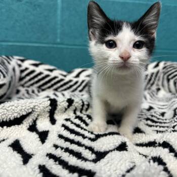 BW -  Domestic Short Hair Cat for Adoption in Newark, Ohio - BW | PetCurious