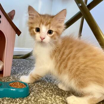 Jupiter -  Domestic Long Hair Cat for Adoption in La Grange, Kentucky - Jupiter | PetCurious