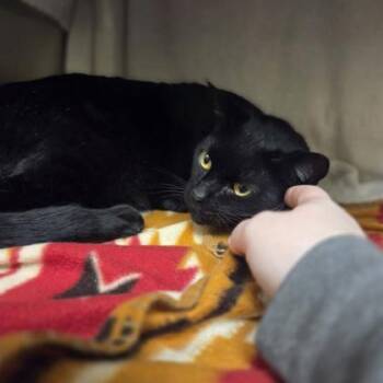 Domestic Short Hair Cats Available for Adoption - Zeus | PetCurious