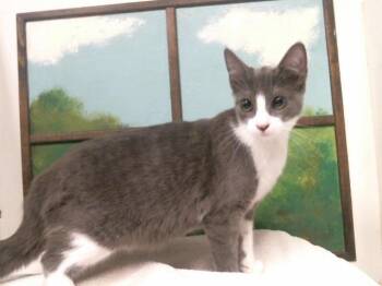 A2086064 -  Domestic Short Hair Cat for Adoption in Houston, Texas - A2086064 | PetCurious