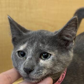 Colgate -  Domestic Short Hair Cat for Adoption in Newberg, Oregon - Colgate | PetCurious