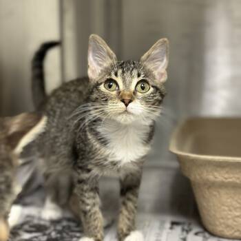 Rescue Domestic Short Hair Cats for Adoption in Houston, Texas - Robin | PetCurious