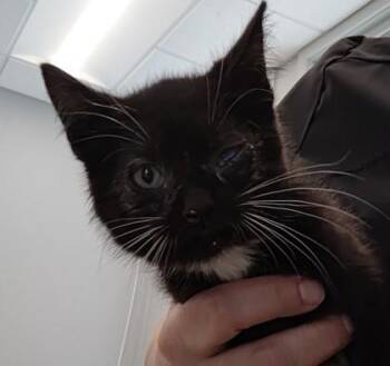 Titus -  Domestic Short Hair Cat for Adoption in Lafayette, Indiana - Titus | PetCurious