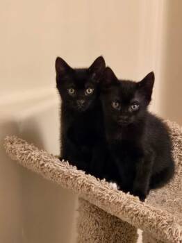 Domestic Short Hair Cats Available for Adoption in Columbia, Maryland - Dr. Pepper & Sierra Mist (bonded) | PetCurious