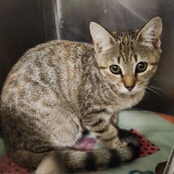 Siri -  Domestic Short Hair Cat for Adoption in Galax, Virginia - Siri | PetCurious