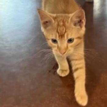 Frankie C12354 -  Domestic Short Hair Cat for Adoption - Frankie C12354 | PetCurious