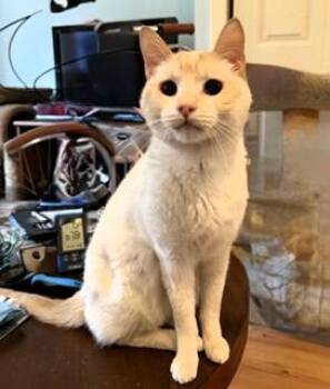 Siamese Cats Available for Adoption in Wayland, Massachusetts - Nico | PetCurious