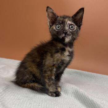 Finnel -  Domestic Short Hair Cat for Adoption in San Antonio, Texas - Finnel | PetCurious