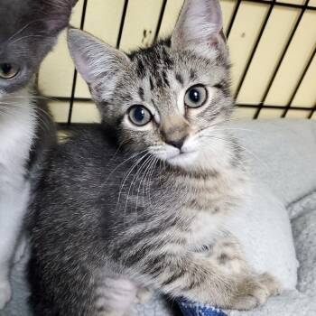 Caramel Machiatto -  Domestic Short Hair Cat for Adoption in Melrose, Florida - Caramel Machiatto | PetCurious