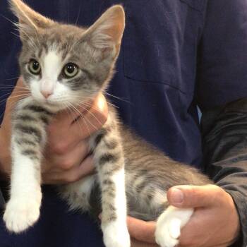 Nick (C000-289) - Chino Hills Location -  Domestic Short Hair Cat for Adoption in Chino Hills, California - Nick (C000-289) - Chino Hills Location | PetCurious