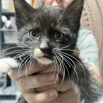 John Wayne -  Domestic Short Hair Cat for Adoption in Sioux Falls, South Dakota - John Wayne | PetCurious