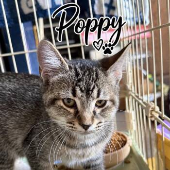 Poppy -  Domestic Short Hair Cat for Adoption in Lancaster, Ohio - Poppy | PetCurious
