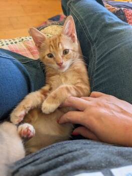 Sherbet -  Domestic Short Hair Cat for Adoption in Bloomington, Indiana - Sherbet | PetCurious