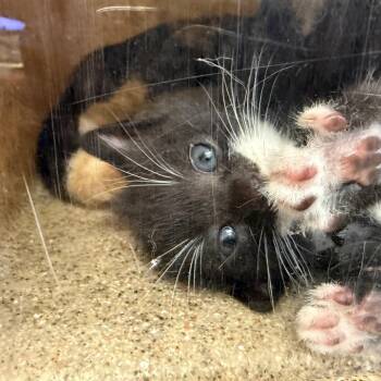 Shrek -  Domestic Short Hair Cat for Adoption in Philadelphia, Pennsylvania - Shrek | PetCurious