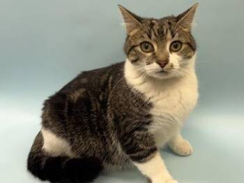 Pearla -  Domestic Short Hair Cat for Adoption in Golden Valley, Minnesota - Pearla | PetCurious