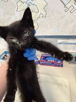 SASCHA -  Domestic Short Hair Cat for Adoption in San Jose, California - SASCHA | PetCurious