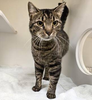 Domestic Short Hair Cats Available for Adoption in Texas City, Texas - MONICA | PetCurious