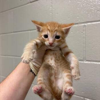 Hummus -  Domestic Short Hair Cat for Adoption in Reno, Nevada - Hummus | PetCurious