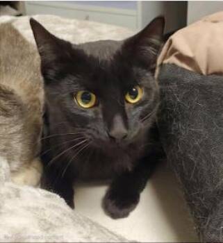 Domestic Short Hair Cats Available for Adoption in Greenfield, Indiana - Milford | PetCurious