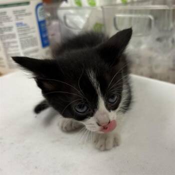 LEIA -  Domestic Short Hair Cat for Adoption in Rancho Cucamonga, California - LEIA | PetCurious