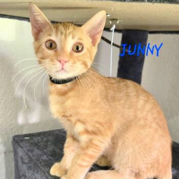 Junny -  Domestic Short Hair Cat for Adoption in Jupiter, Florida - Junny | PetCurious