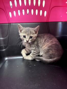 Rescue Domestic Short Hair Cats for Adoption in Disputanta, Virginia - Orion | PetCurious