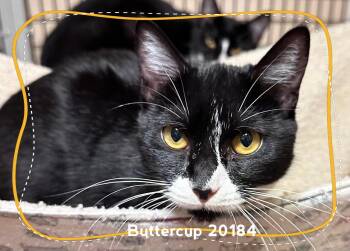 BUTTERCUP (see also BLOSSOM & BUBBLES) -  Domestic Short Hair Cat for Adoption in Marietta, Georgia - BUTTERCUP (see Also BLOSSOM & BUBBLES) | PetCurious