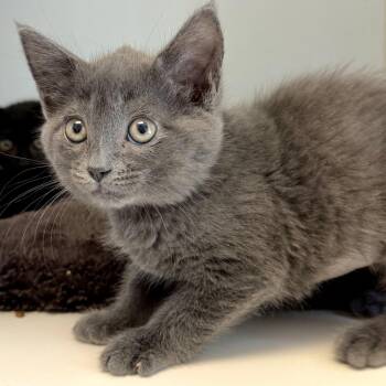 Celine (bonded w/ Aviva) -  Domestic Short Hair Cat Available for Adoption in Oakland, California - Celine (bonded W/ Aviva) | PetCurious