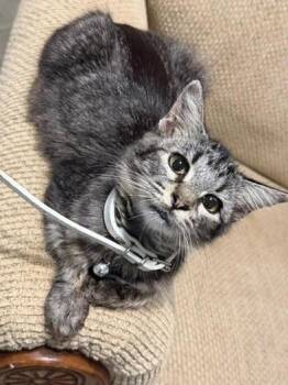 Sasha -  Domestic Long Hair Cat for Adoption in Liverpool, Texas - Sasha | PetCurious