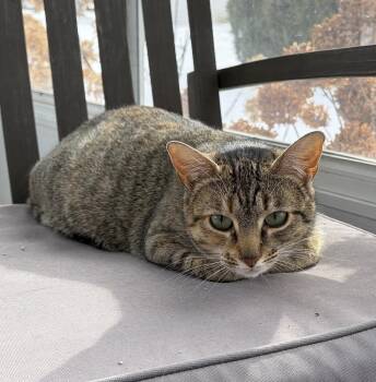Domestic Short Hair Cats Available for Adoption in Ferndale, Michigan - Trix | PetCurious