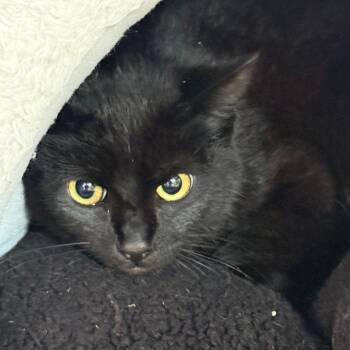 Domestic Short Hair Cats Available for Adoption - Script | PetCurious