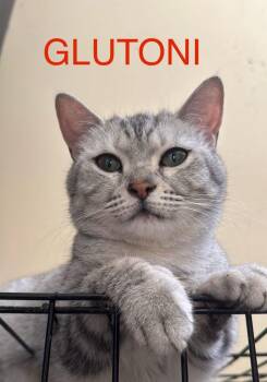 Glutoni -  Domestic Short Hair Cat for Adoption in San Jacinto, California - Glutoni | PetCurious