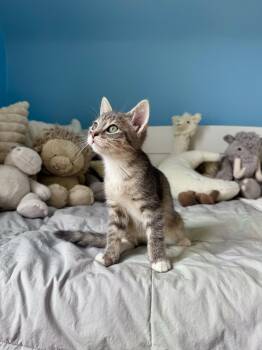 Domestic Short Hair Cats Available for Adoption in Ramsey, New Jersey - Graham  | PetCurious