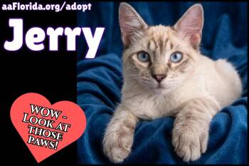 Jerry -  Siamese and Domestic Medium Hair Cat for Adoption in Pensacola, Florida - Jerry | PetCurious