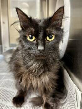 Domestic Long Hair Cats Available for Adoption in Wichita, Kansas - Wii Sports Resort | PetCurious